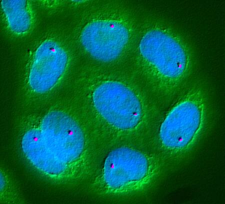 Células. Foto: Unsplash.