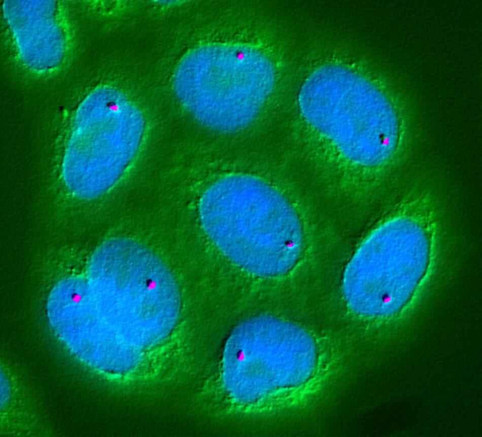 Células. Foto: Unsplash.