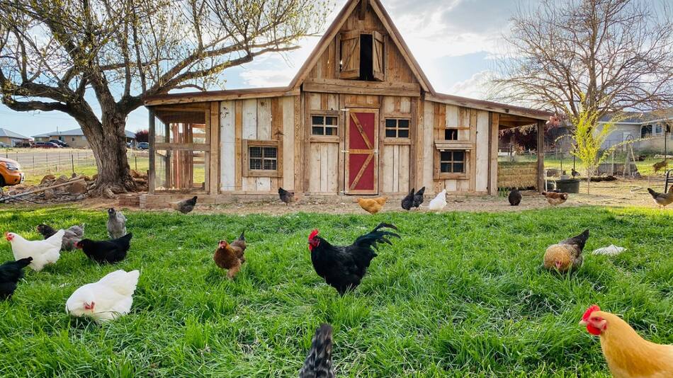 Gallinas. Foto: Unsplash.