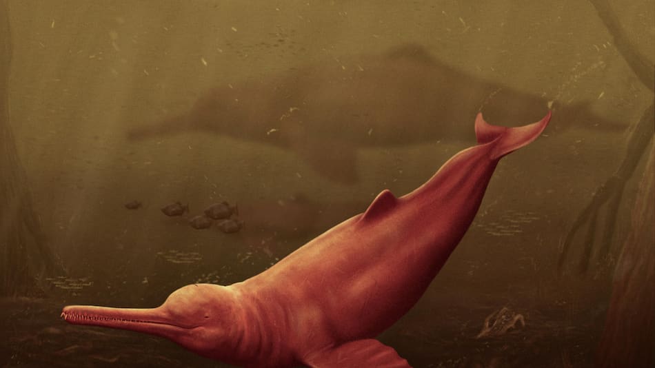 Descubren una nueva especie de delfín. Foto EFE.
