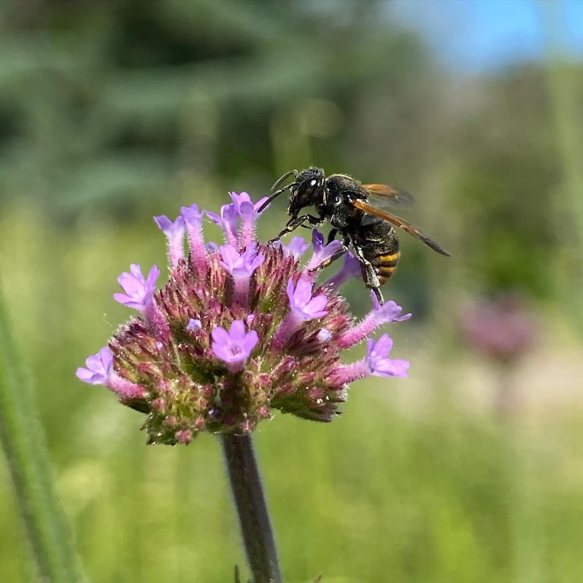 La llegada de las abejas