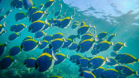 Océanos. Foto: Pexels