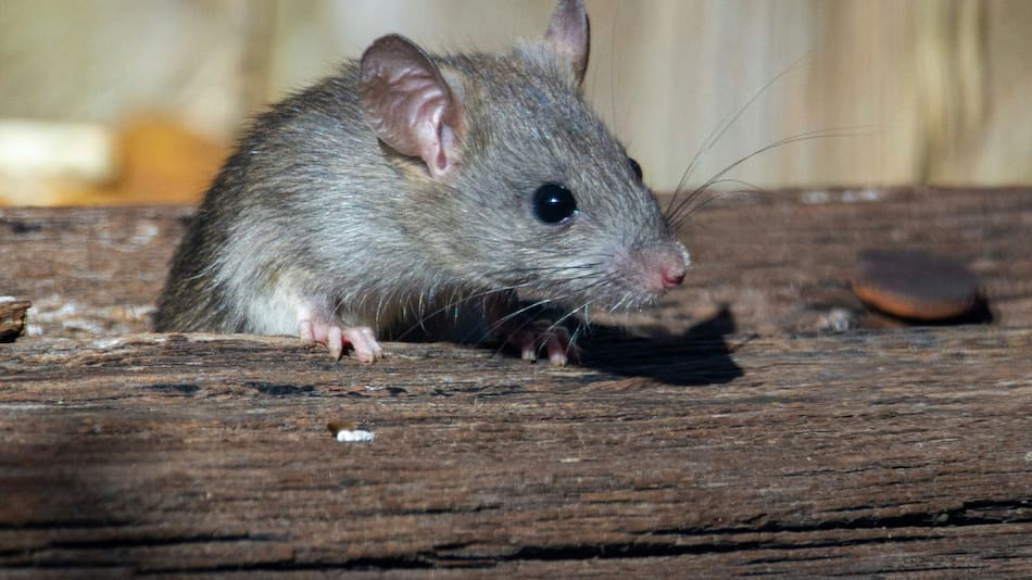 Rata, animal. Foto Unsplash.