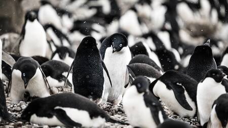 Pingüino de Adelia. Foto: Unsplash.