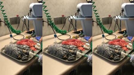 Pulmones - funcionamiento