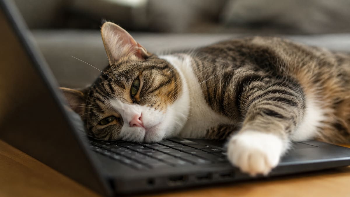 Por qué los gatos se quedan acostados sobre la computadora