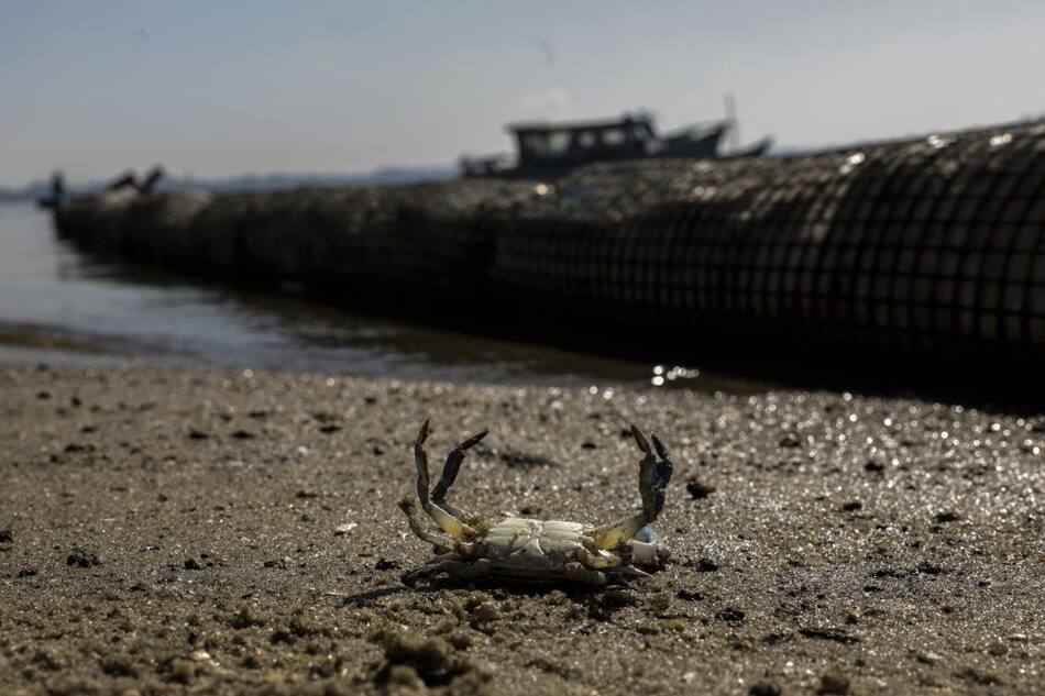 Se puso en marcha proyectos para disminuir la basura flotante en la bahía. Foto: NA.