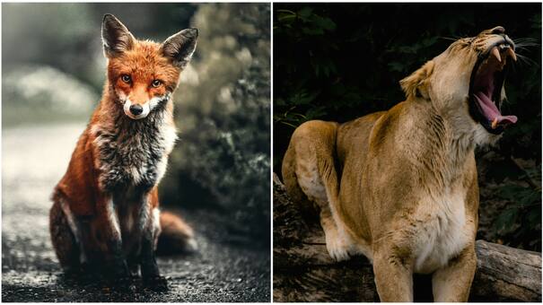 Hito histórico en Santa Cruz: prohibieron la caza de pumas y zorros para proteger la fauna