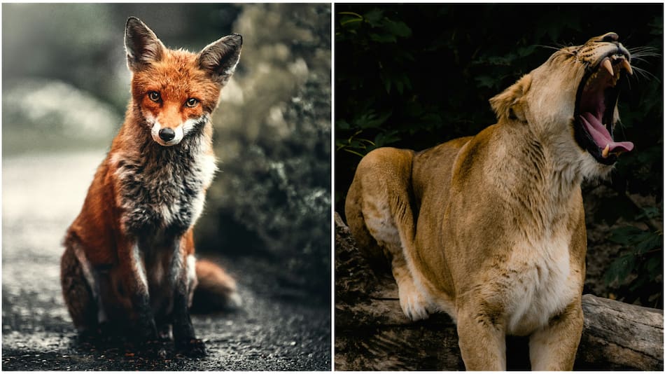 Zorro y puma, animales. Fotos: Unsplash.