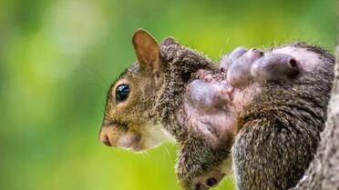 Temor por las “ardillas zombies”: dónde aparecieron y por qué tienen tentáculos en la cara