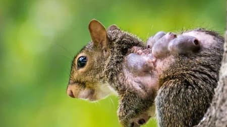 Temor por las “ardillas zombies”: dónde aparecieron y por qué tienen tentáculos en la cara