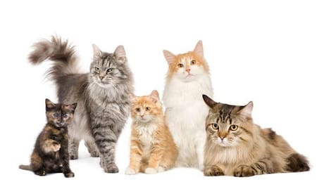 ¿Por qué se celebra tres veces el Día Internacional del Gato?. Foto: Google.