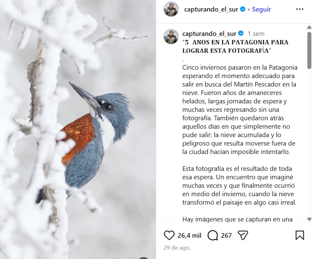 Fotógrafo capta a una ave Martín Pescador