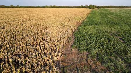 Sequía en el campo, economía argentina. Foto: NA