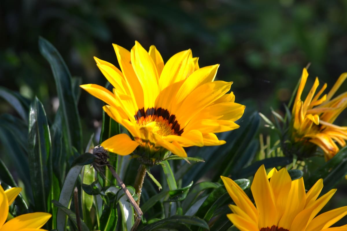 La gazania se adapta especialmente bien a los espacios soleados y relativamente secos.
