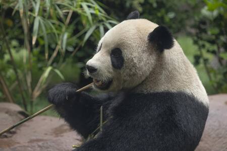 Oso panda en el Zoológico de San Diego. Foto: EFE.