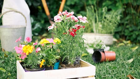 Plantas para el otoño: 3 especies resistentes al frío para llenar de color el jardín de tu casa