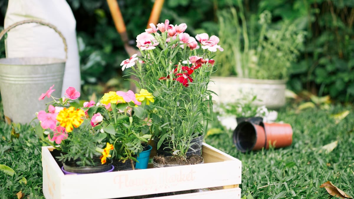 Plantas para el otoño: 3 especies resistentes al frío para llenar de color el jardín de tu casa