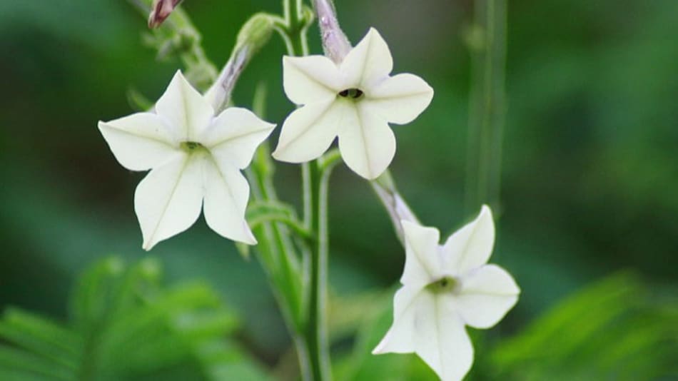 Nicotiana, flores de primavera.