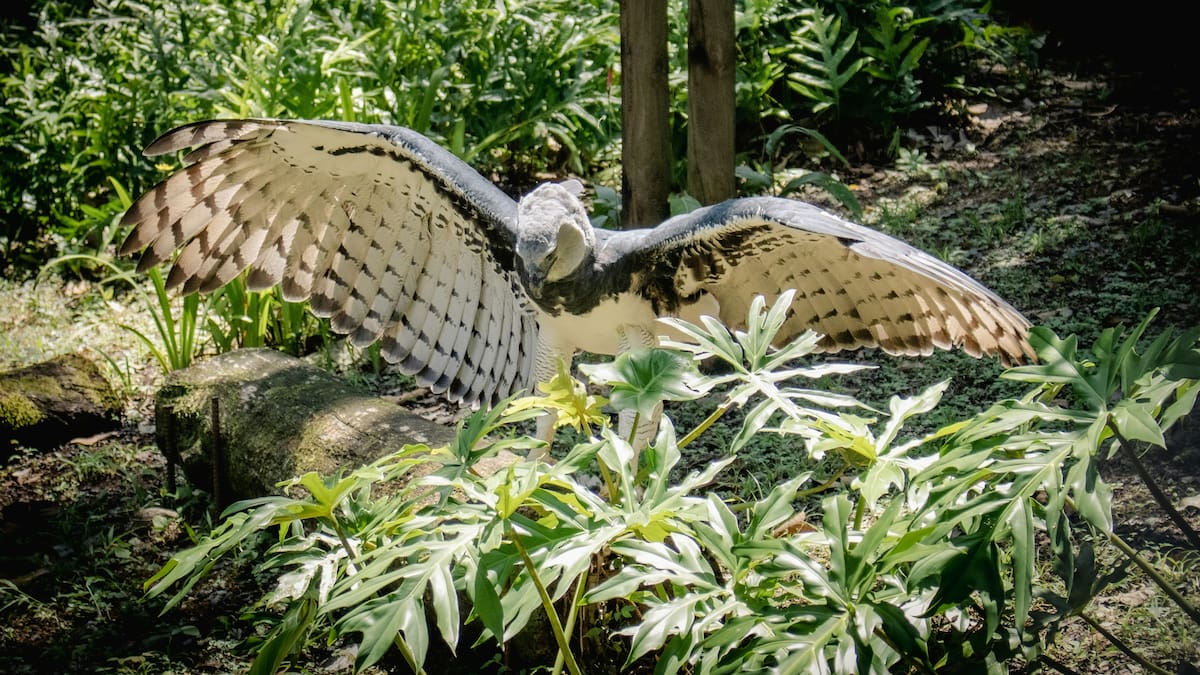 Las aves rapaces son aquellas que cazan y se alimentan de otros animales.