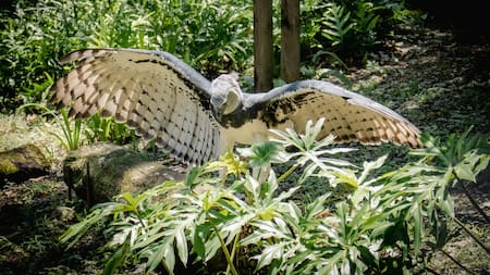 Las aves rapaces son aquellas que cazan y se alimentan de otros animales.