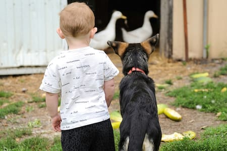 Perros, niños, mascotas. Foto: Unsplash.