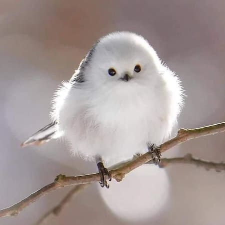 Pájaro "hada de la nieve". Foto: Pinterest.
