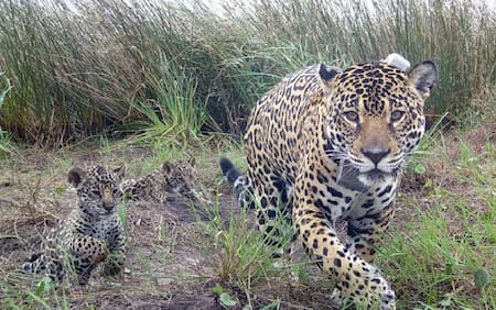 Nuevos ejemplares de yaguareté en Corrientes. Foto: X