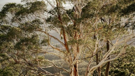 Un árbol creció a partir de una semilla que data de hace casi 1.000 años. Foto: Unsplash.