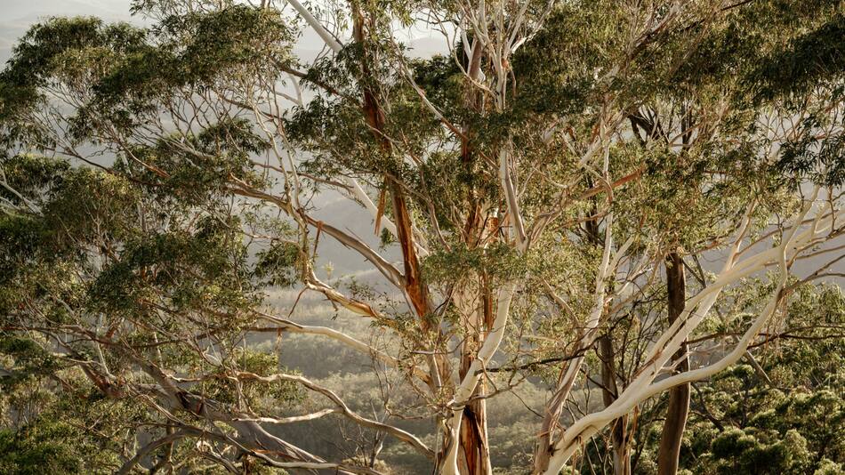 Un árbol creció a partir de una semilla que data de hace casi 1.000 años. Foto: Unsplash.