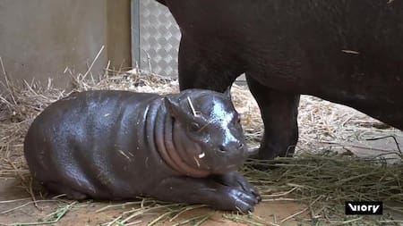 Un hipopótamo pigmeo recién nacido en Grecia. Foto: Captura de pantalla/ Viory.