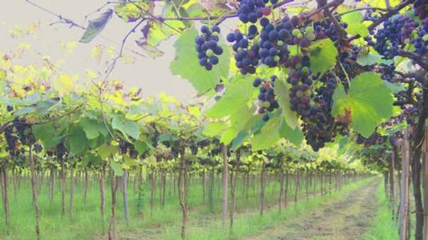 El Vino de la Costa: cómo es la pequeña isla del Río de la Plata que produce esta bebida y celebra su historia