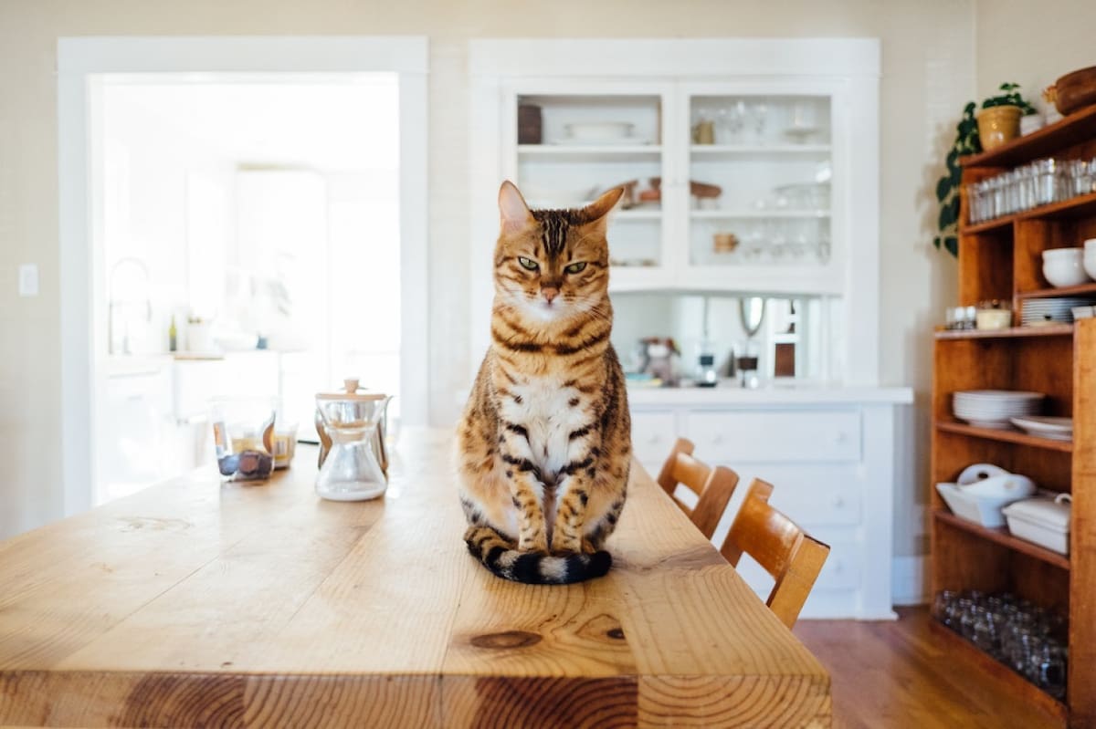 Los animales pueden reflejar lo que sienten. Foto: Unsplash.