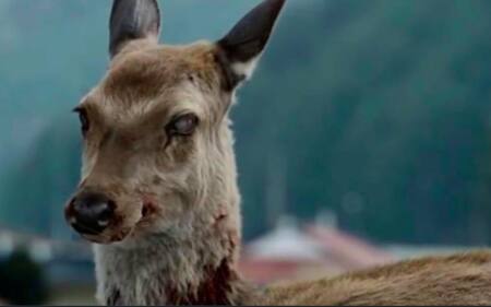 Enfermedad zombie amenaza a EEUU y Canadá