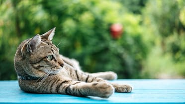 No dejes salir a tu gato: los peligros a los que se puede afrontar tras dejar el hogar