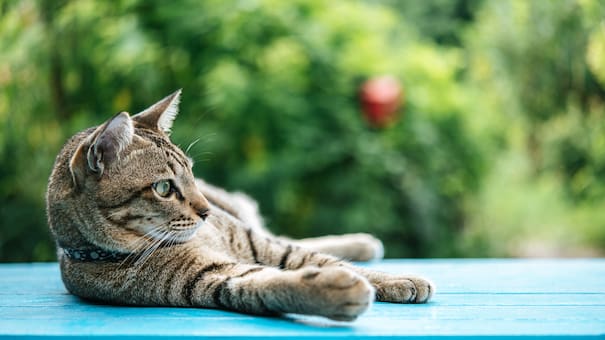 No dejes salir a tu gato: los peligros a los que se puede afrontar tras dejar el hogar