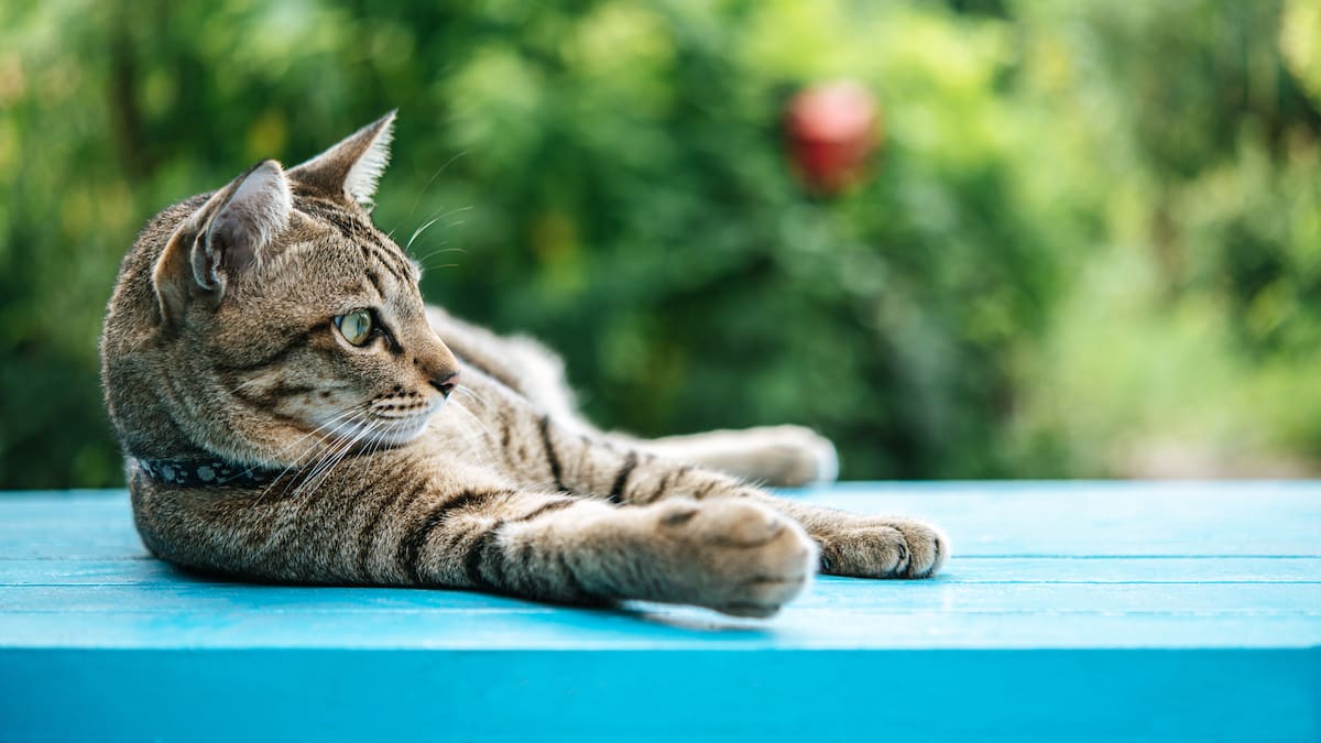 No dejes salir a tu gato: los peligros a los que se puede afrontar tras dejar el hogar