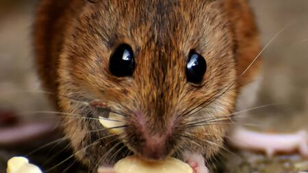 Rata. Foto: Unsplash.