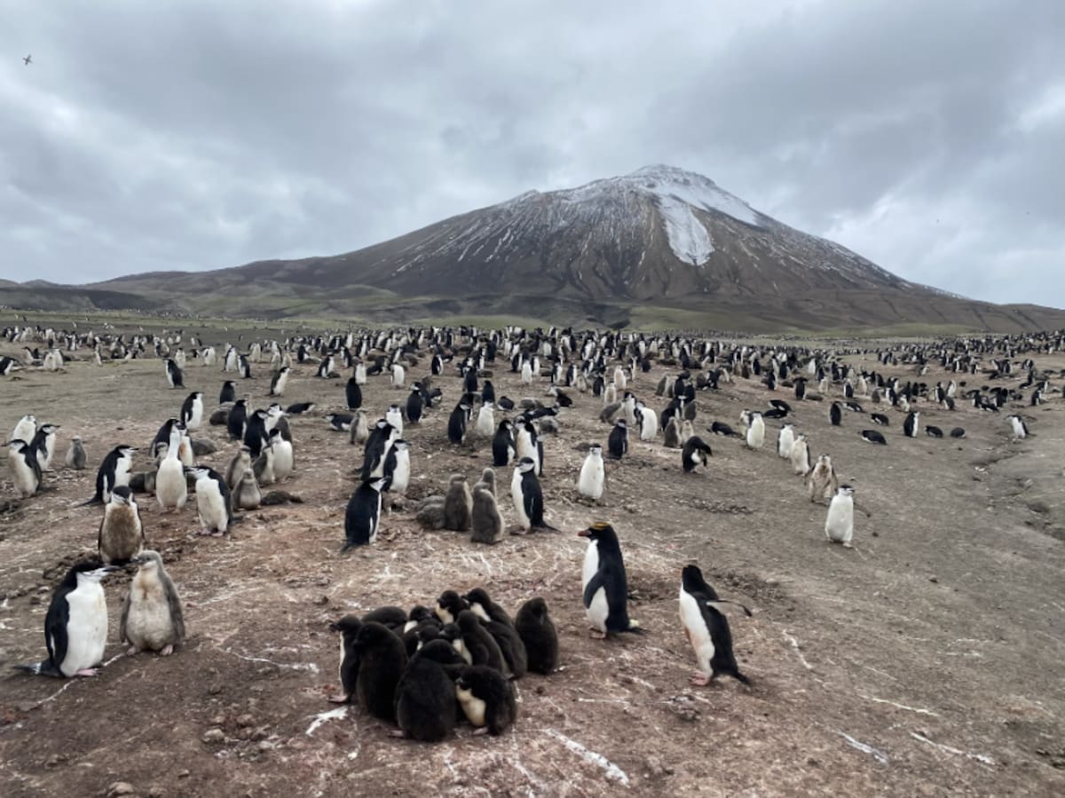 Pingüinos barbijo; colonia; Antártida; población; disminución.