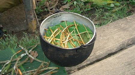 Ayahuasca. Foto: Wikipedia.