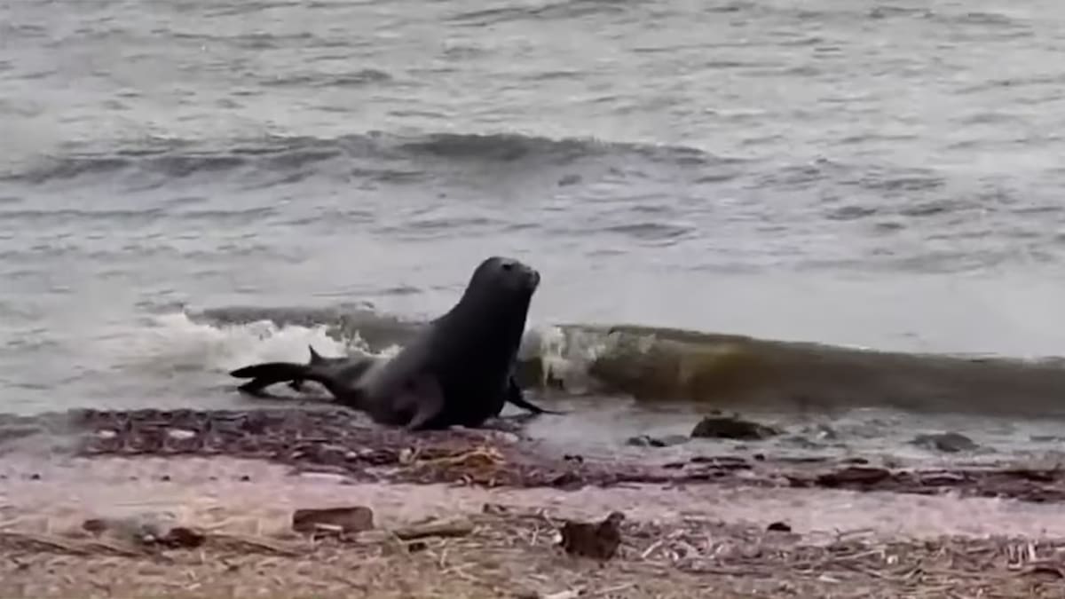 Lobo marino en Vicente López