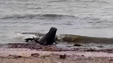 Sorpresa en Vicente López: el video de un lobo marino en plena costa del Río de la Plata