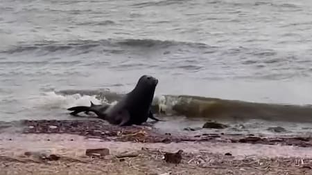 Sorpresa en Vicente López: el video de un lobo marino en plena costa del Río de la Plata