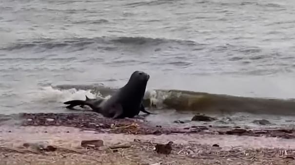 Sorpresa en Vicente López: el video de un lobo marino en plena costa del Río de la Plata