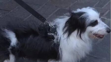 El perro maltratado en una peluquería canina de Caballito. Foto: TN