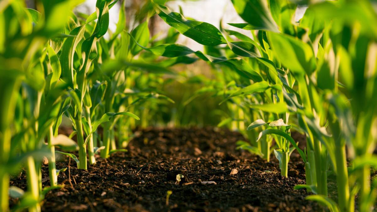 Agricultura. Foto: Unsplash