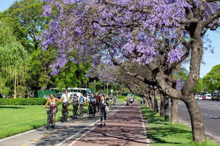 El árbol jacarandá, presente en CABA. Foto: Gobierno de la Ciudad.
