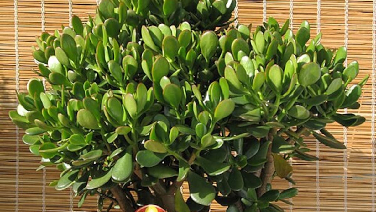 Árbol de Jade.
