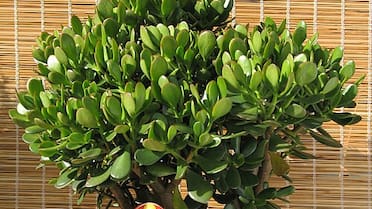 Atraer dinero y prosperidad: cómo activar el árbol de jade en el hogar, según el Feng Shui