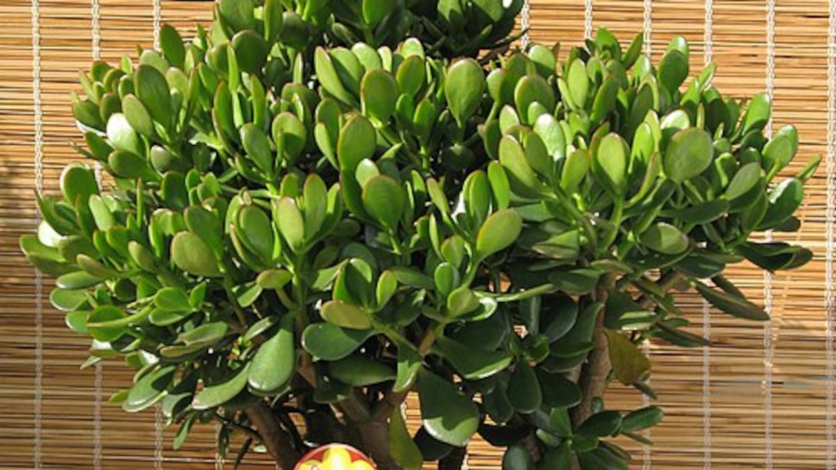El árbol de jade se consolidó como una de las plantas de interior más elegidas a lo largo de 2025.